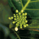 treasureoftahiti.gif