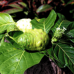 treasureoftahiti.gif